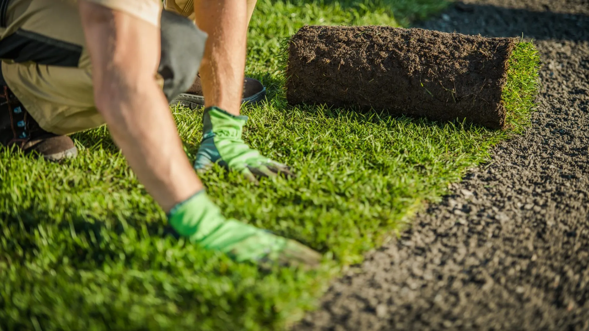 Gärtner verlegt frischen Rollrasen im Garten